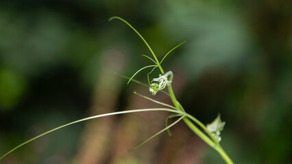 close up of green leaf flower in nature garden, shallow depth of field