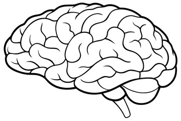 Human Brain Image on Transparent Background - Ideal for Medical and Educational Use