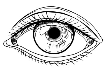 Fototapeta premium Cut-Out Eye on Transparent Background - High-Definition Visual for Digital Media and Educational Purposes