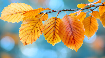 Obraz premium Autumn beech leaves decorate forest land, beautiful nature bokeh background.