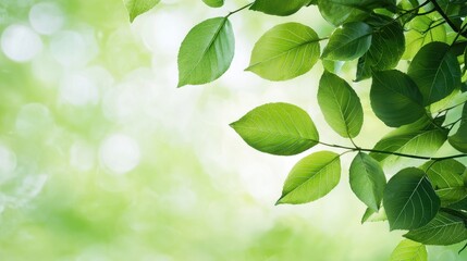 Obraz premium Green Leaves with Bokeh Background