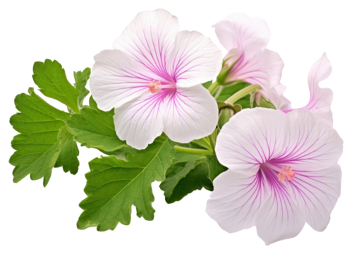 PNG Blossom flower petal plant.