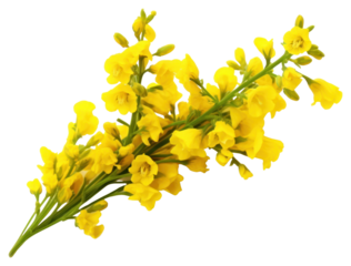 PNG Blossom flower plant petal.