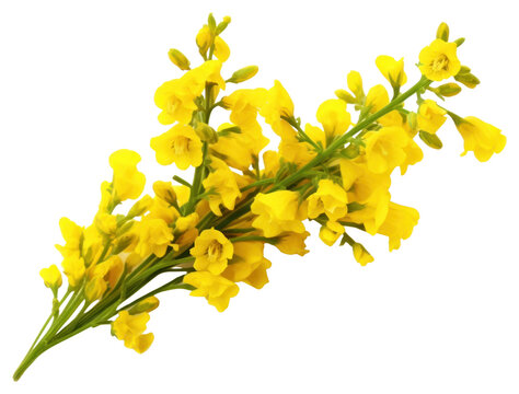 PNG Blossom flower plant petal.