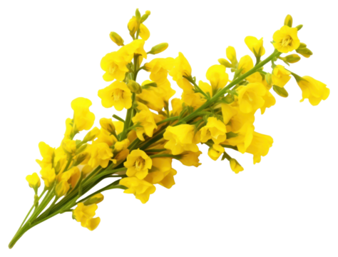 PNG Blossom flower plant petal.
