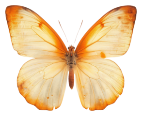 PNG Real Pressed a orange butterfly animal insect moth.