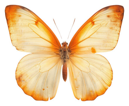 PNG Real Pressed a orange butterfly animal insect moth.