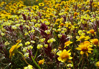 Yellow Wild flowers close up