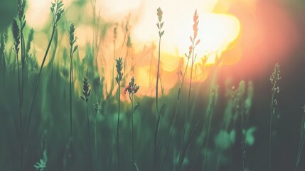 Grass Silhouettes at Sunset with Warm Colors and Bokeh Effect