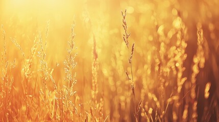 Obraz premium Golden Grass Sunset Warm Meadow Bokeh Background