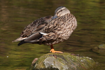 Mallard Duck