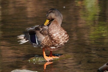 Mallard Duck