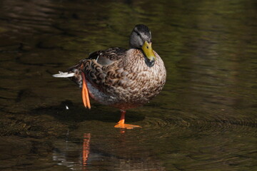Mallard Duck