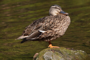 Mallard Duck
