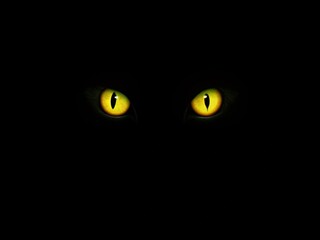 Cat eyes glow in the dark on a black background.