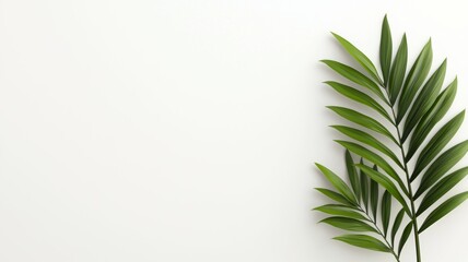 Fototapeta premium A leafy green plant is on a white background