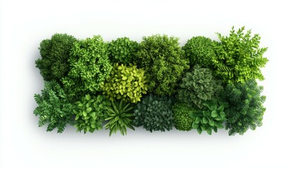 Obraz premium A row of green plants with a variety of sizes and shapes
