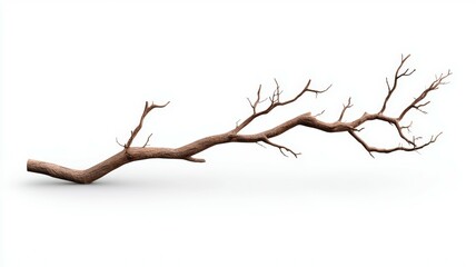 Fototapeta premium A long branch of a tree is shown on a white background