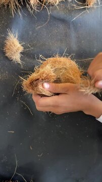 Removing coconut coir from coconut shell. Removing hair from coconut with hand. 