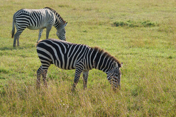 Grevy's Zebra grazing next to Plains Zebra