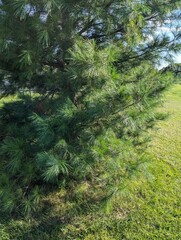 footpath in the woods