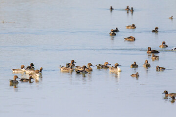 A Flock of Wigeons Gather on the Water in Mai Po Natural Reserve of Hong Kong