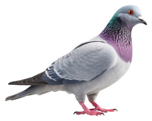 Fototapeta premium PNG pigeon animal bird.