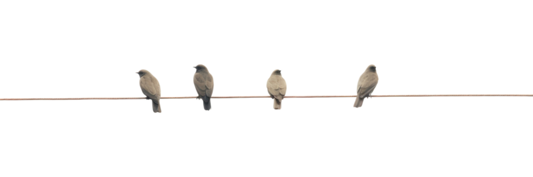 PNG Animal bird clothespin wildlife.