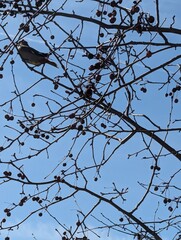 tree branches against blue sky
