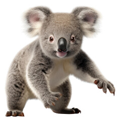 Fototapeta premium PNG Wildlife kangaroo portrait wallaby.