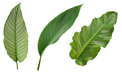 Three Green Leaves Isolated on Transparent Background.