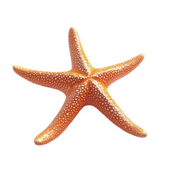 Bright Orange Starfish With Textured Surface on a White Background