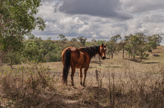brown horse in the field countryside hinterland of Australia