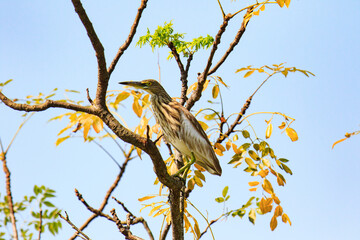 A Chinese Pond Heron in Winter Plumage Perched on a Tree Branch