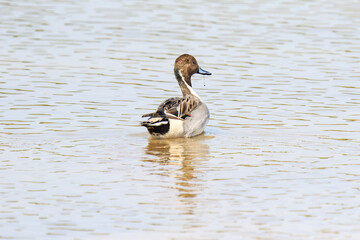 A Northern Pintail Duck Preening in Water