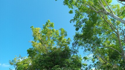 Serene forest scene with vibrant trees against a clear blue sky, perfect for nature themes, outdoor advertising, and ecofriendly concepts