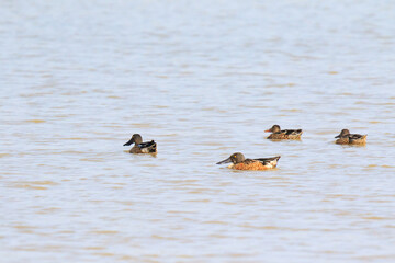 A Flock of Northern Shovelers Swimming in a Calm Lake