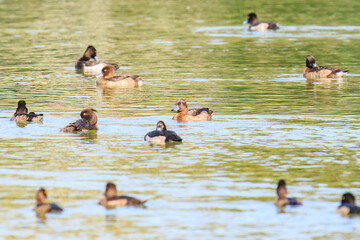 A Gathering of Tufted Ducks on a Serene Pond