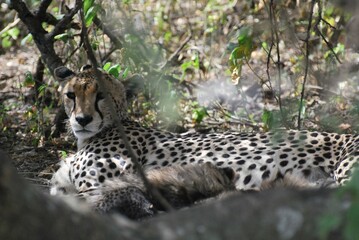 Cheetah hiding in its den within bushes in the Serengeti National Park in Tanzania