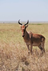 Common Eland (Taurotragus Oryx) in the Serengeti National Park, Tanzania. World's largest antelope.