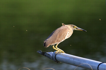 A Yellow-billed Heron Perched on a Pipe