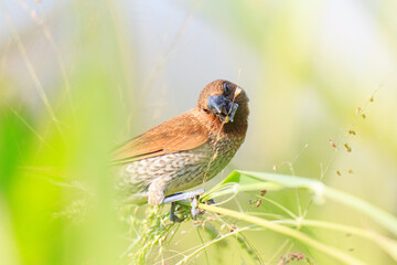 Close-Up of a Scaly-Breasted Munia in Natural Habitat