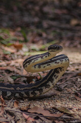 close up of a python in national park Australia Queensland Mapleton 