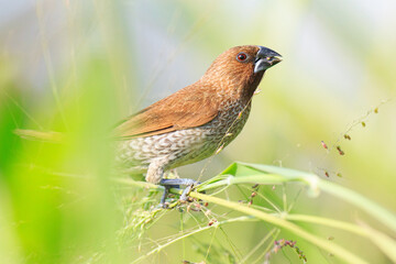 Close-Up of a Scaly-Breasted Munia in Natural Habitat