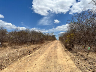 paisagem da caatinga