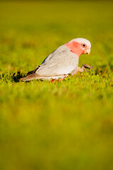 Galah feeding in the afternoon sun