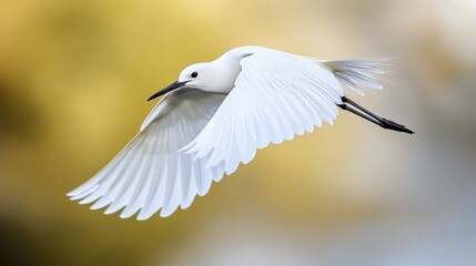 Obraz premium A close-up of a bird in mid-flight, wings fully spread as it glides through the air.