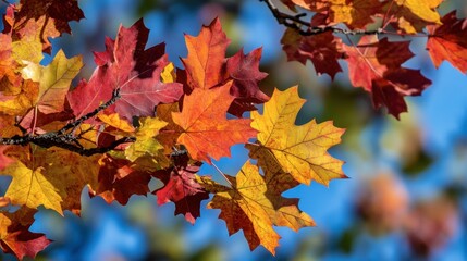 A close-up of a tree leaves in autumn, showcasing their vibrant colors against a blue sky.