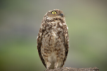 Closeup of a Burrowing Owl (Athene cunicularia) with a green background