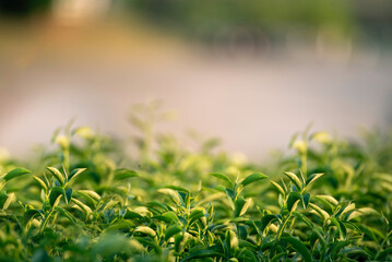 Green tea tree leaves camellia sinensis in organic farm sunlight. Fresh young tender bud herbal farm on summer morning. Sunlight Green tea tree plant. Close up Tree tea plant green nature in morning